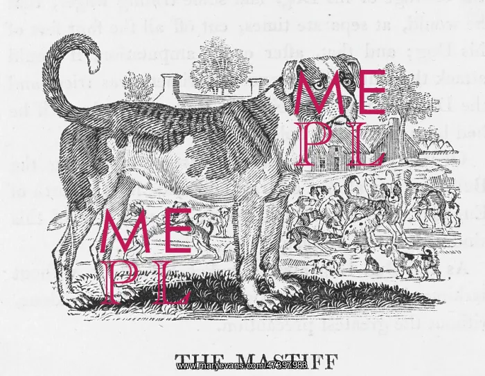 : BEWICK MASTIFF : BEWICK MASTIFF