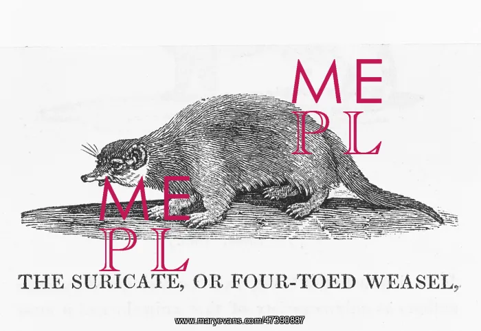 : BEWICK / MEERKAT : BEWICK / MEERKAT