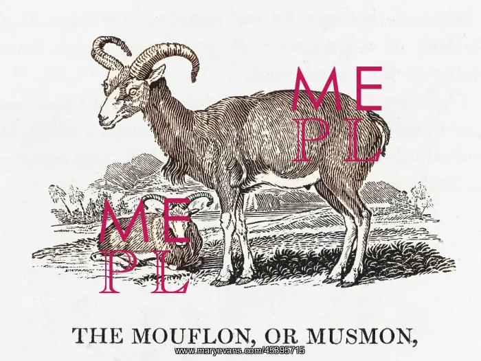 : BEWICK / MOUFLON : BEWICK / MOUFLON