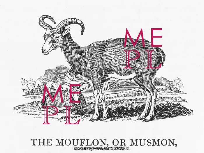 : BEWICK / MOUFLON : BEWICK / MOUFLON