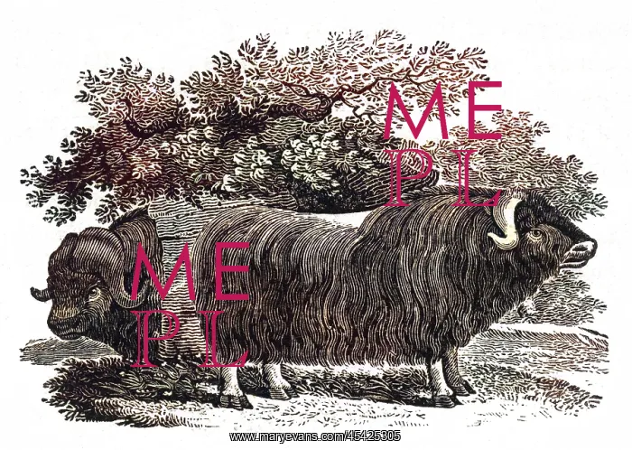 : BEWICK - MUSK OX : BEWICK - MUSK OX
