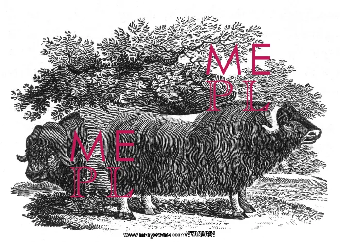 : BEWICK - MUSK OX : BEWICK - MUSK OX
