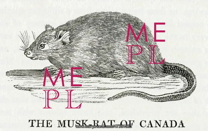 : BEWICK / MUSKRAT : BEWICK / MUSKRAT