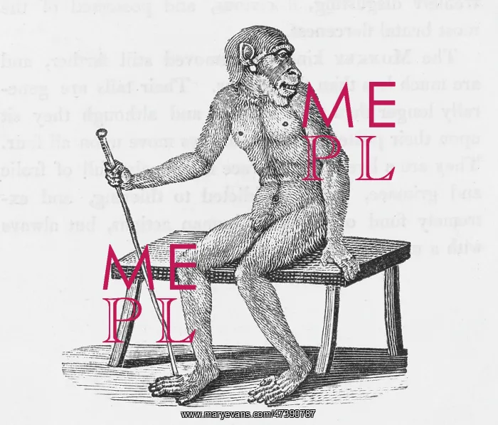 : BEWICK / ORANG-UTAN : BEWICK / ORANG-UTAN