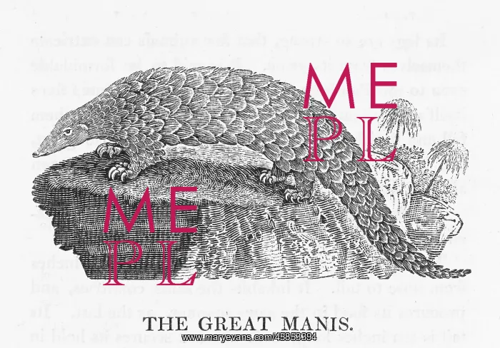 : BEWICK / PANGOLIN : BEWICK / PANGOLIN