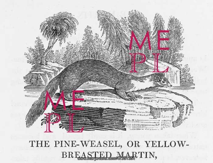: BEWICK - PINE-MARTEN : BEWICK - PINE-MARTEN