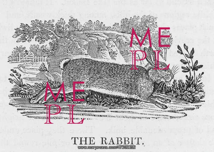 : BEWICK / RABBIT - 1 : BEWICK / RABBIT - 1