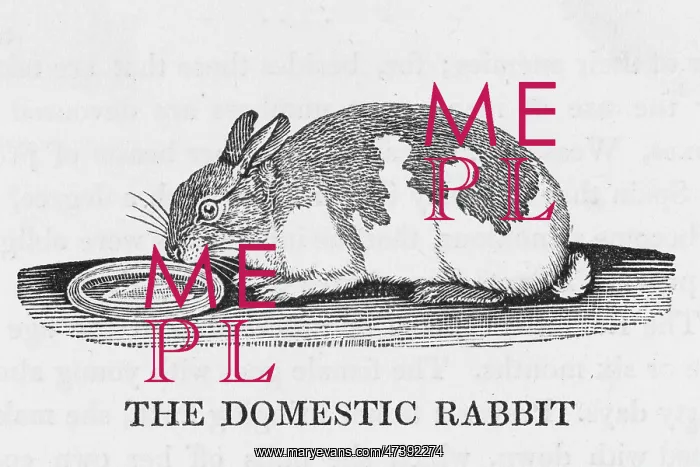 : BEWICK / RABBIT - 2 : BEWICK / RABBIT - 2