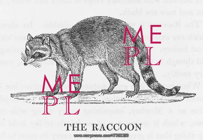 : BEWICK / RACCOON : BEWICK / RACCOON