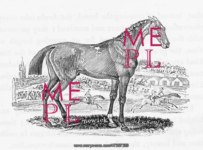  : BEWICK RACE HORSE
