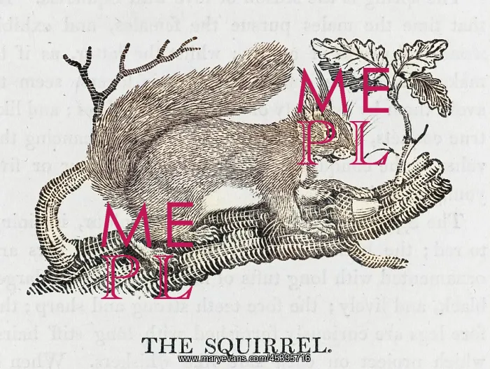 : BEWICK / RED SQUIRREL : BEWICK / RED SQUIRREL