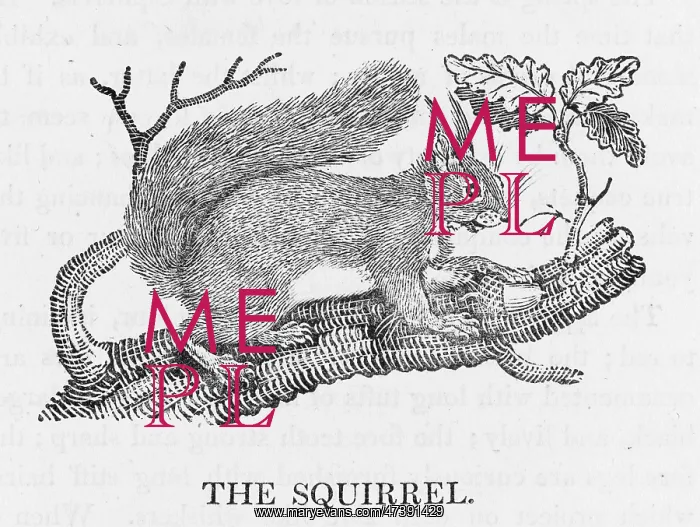 : BEWICK / RED SQUIRREL : BEWICK / RED SQUIRREL