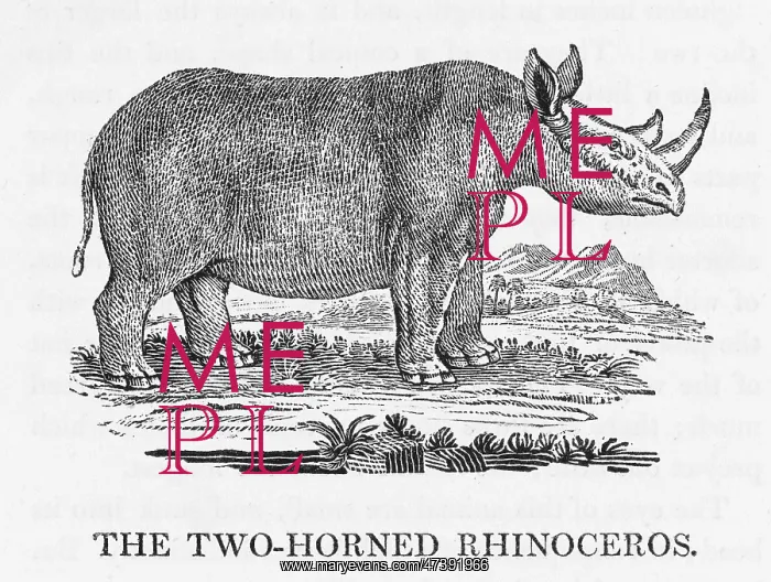 : BEWICK / RHINOCEROS 2 : BEWICK / RHINOCEROS 2