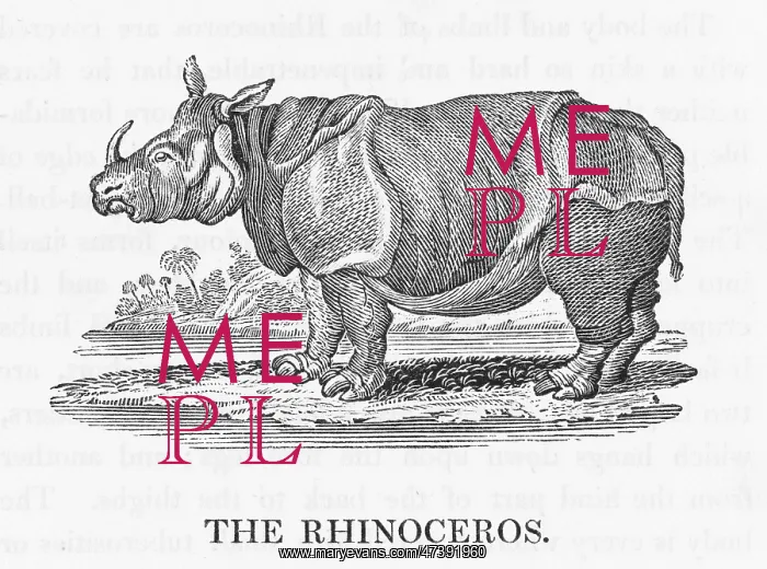 : BEWICK / RHINOCEROS : BEWICK / RHINOCEROS