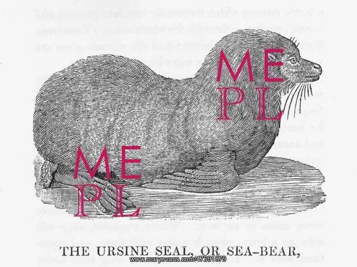: BEWICK - SEA-BEAR : BEWICK - SEA-BEAR