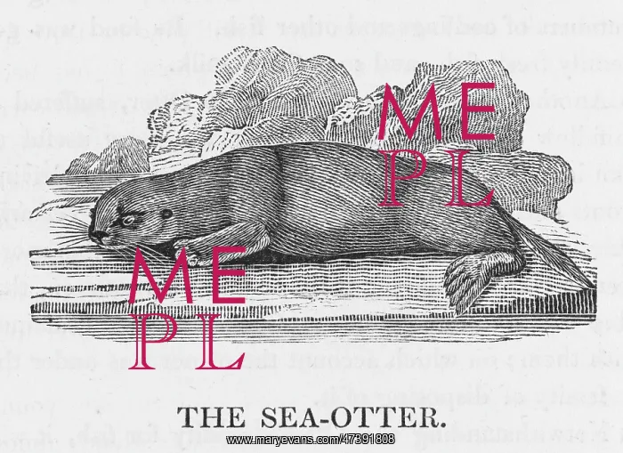 : BEWICK / SEA OTTER : BEWICK / SEA OTTER