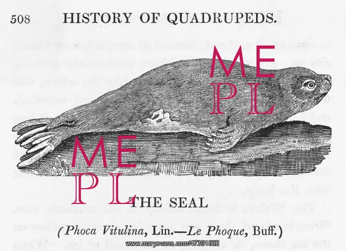 : BEWICK / SEAL : BEWICK / SEAL