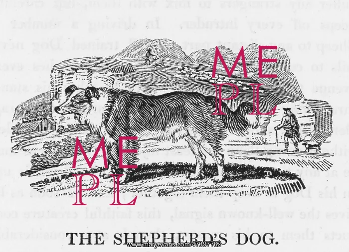 : BEWICK SHEPHERDS DOG : BEWICK SHEPHERDS DOG