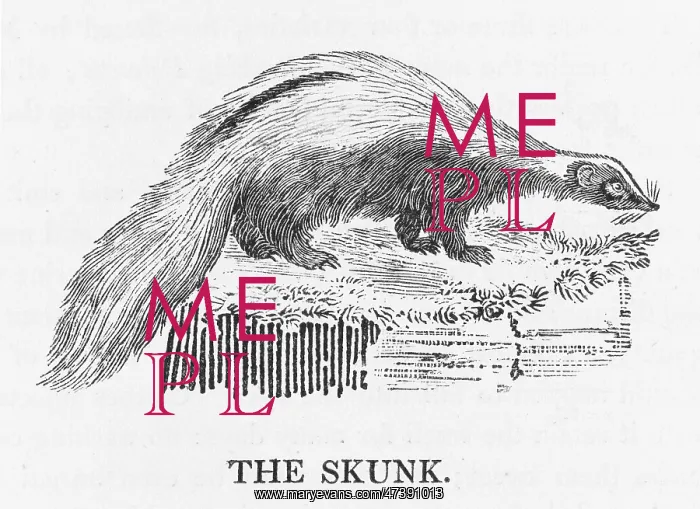 : BEWICK / SKUNK : BEWICK / SKUNK