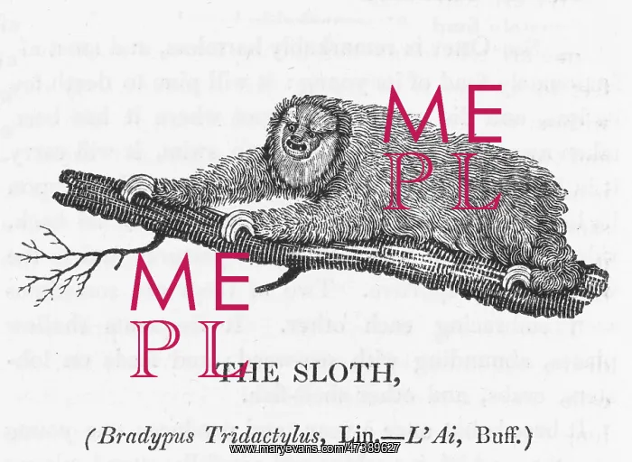 : BEWICK / SLOTH : BEWICK / SLOTH
