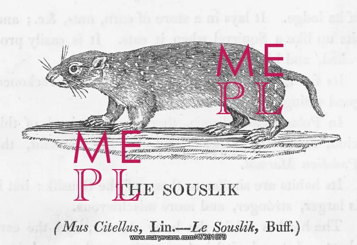 : BEWICK / SOUSLIK : BEWICK / SOUSLIK