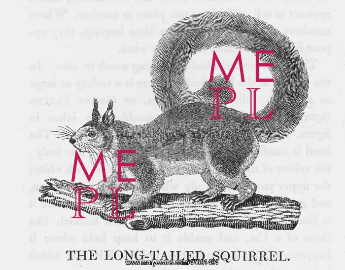 : BEWICK SQUIRREL LONGTAIL : BEWICK SQUIRREL LONGTAIL