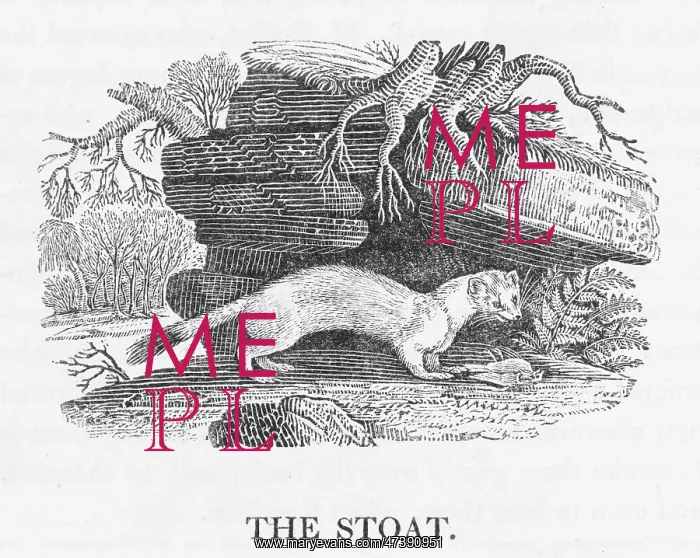 : BEWICK / STOAT : BEWICK / STOAT