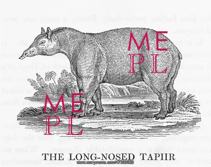 : BEWICK / TAPIR : BEWICK / TAPIR
