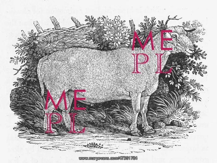 : BEWICK - TEES SHEEP : BEWICK - TEES SHEEP