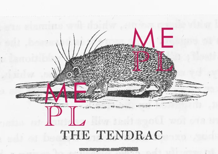 : BEWICK / TENREC : BEWICK / TENREC