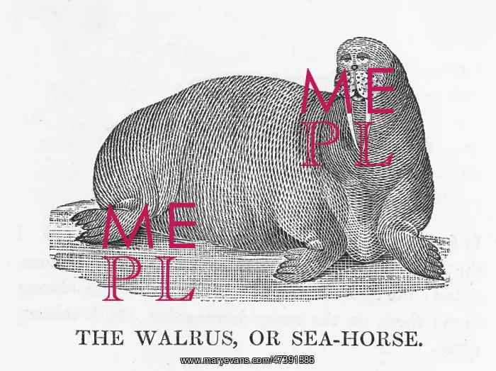 : BEWICK / WALRUS : BEWICK / WALRUS
