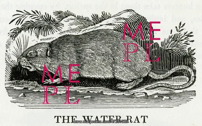 : BEWICK / WATER RAT : BEWICK / WATER RAT