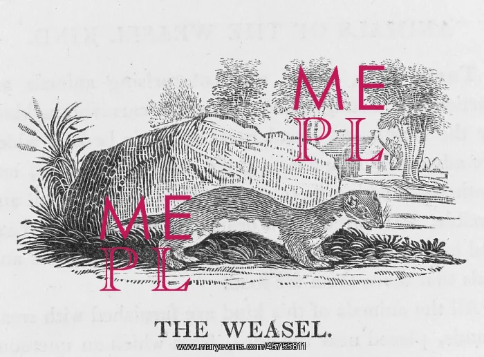: BEWICK / WEASEL : BEWICK / WEASEL