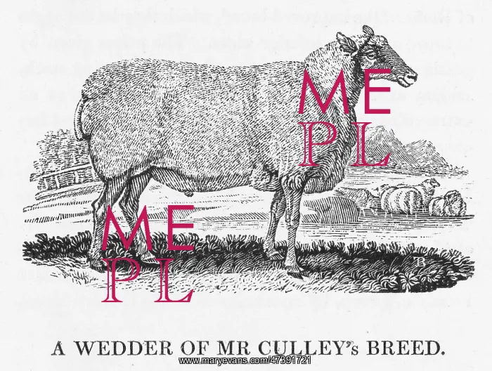 : BEWICK - WEDDER SHEEP : BEWICK - WEDDER SHEEP