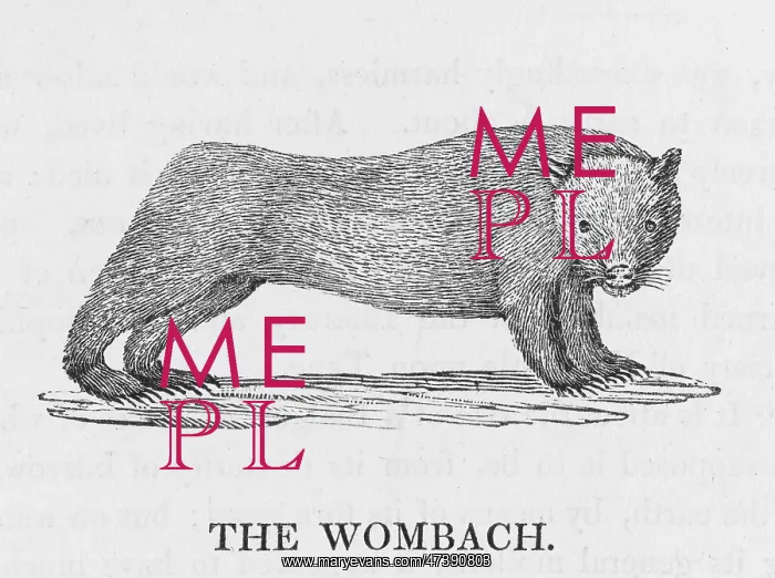 : BEWICK / WOMBAT : BEWICK / WOMBAT