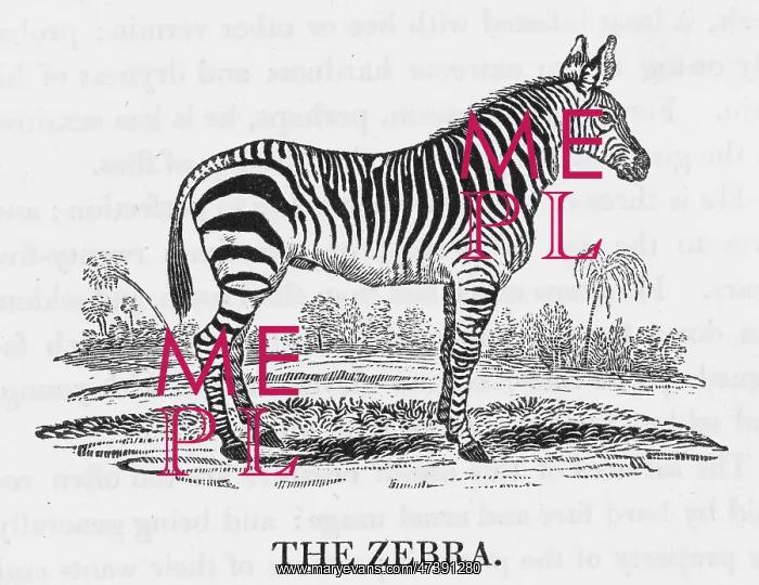 : BEWICK / ZEBRA : BEWICK / ZEBRA