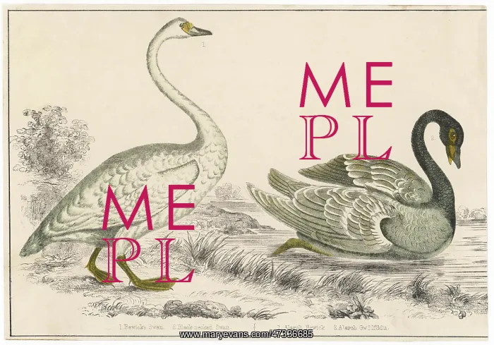 : BEWICKS, BLACKNECKEDSWAN : BEWICKS, BLACKNECKEDSWAN