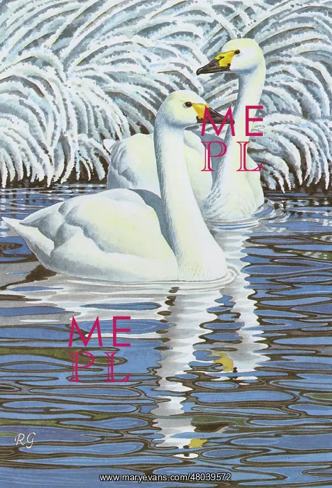 : Bewick's Swan : Bewick's Swan