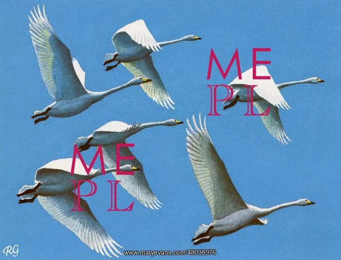  : Bewick's Swans
