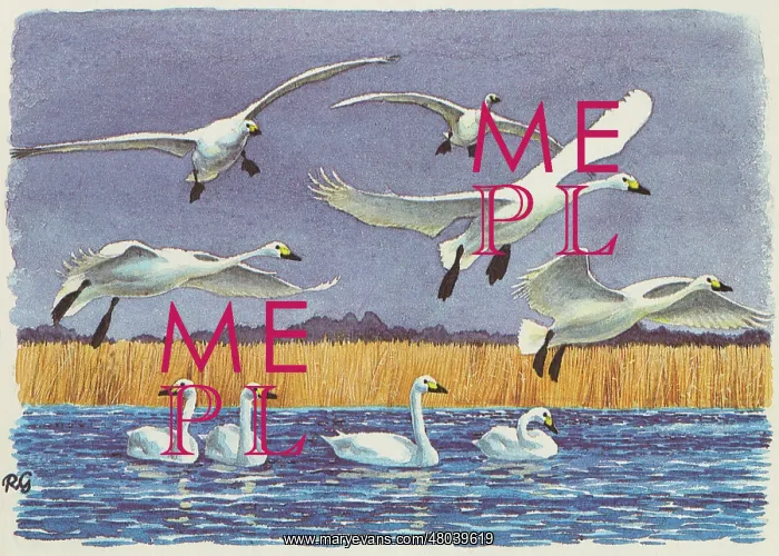 : Bewick's Swans : Bewick's Swans