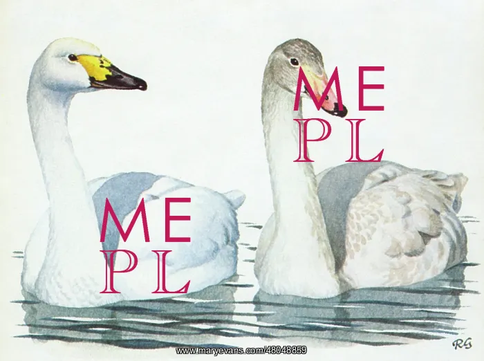 : Bewick's Swans : Bewick's Swans