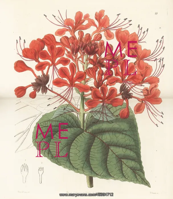 : Bhat or hill glory bower, Clerodendrum infortunatum : Bhat or hill glory bower, Clerodendrum infortunatum