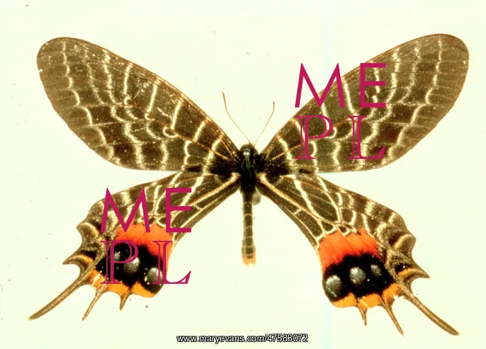 : Bhutanitis lidderdalii, Bhutan glory : Bhutanitis lidderdalii, Bhutan glory