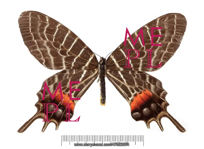 : Bhutanitis ludlowi, Bhutan glory : Bhutanitis ludlowi, Bhutan glory