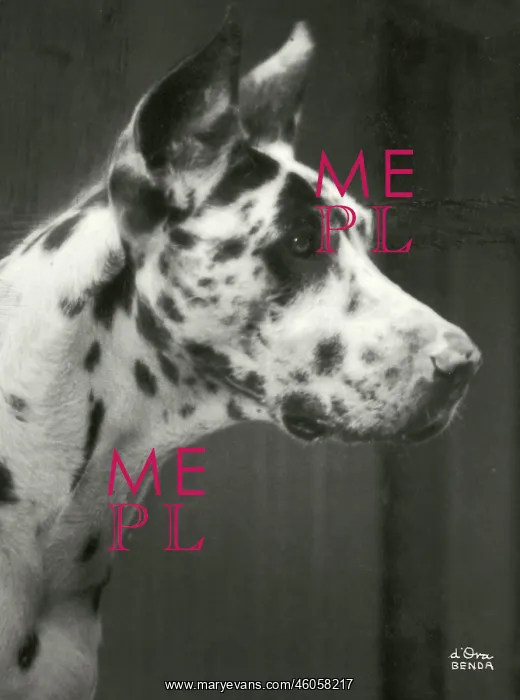 : Bianka, a Great Dane : Bianka, a Great Dane