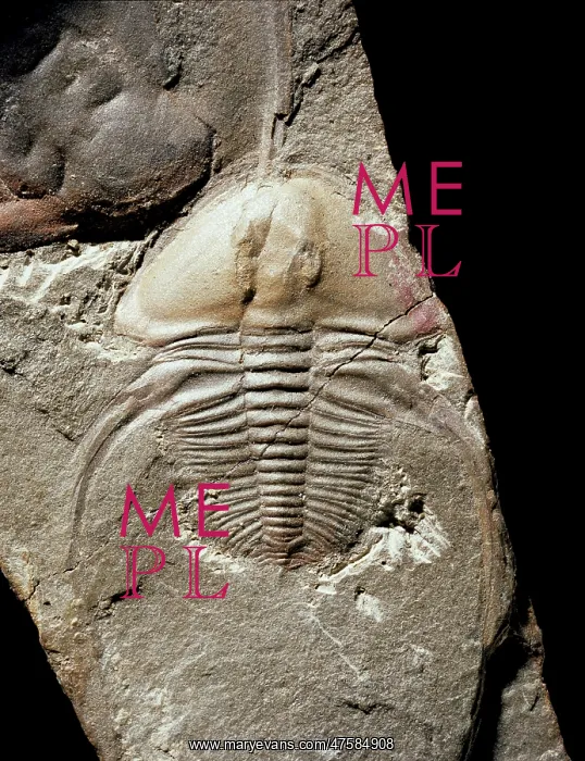 : Biceratops, trilobite : Biceratops, trilobite