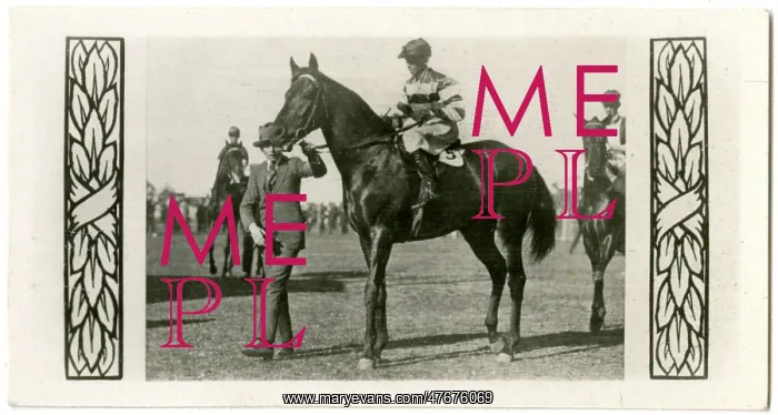 : Bicolor, Australian race horse : Bicolor, Australian race horse