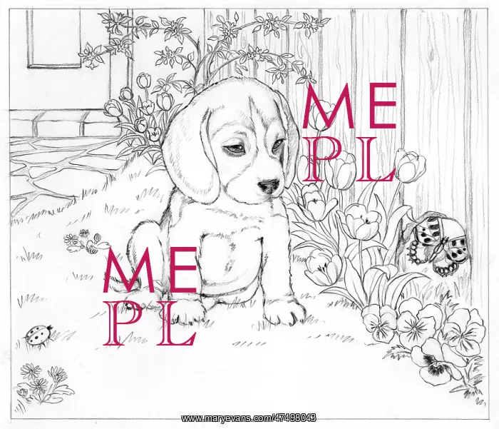 : Biddy Finds a Hare : Biddy Finds a Hare