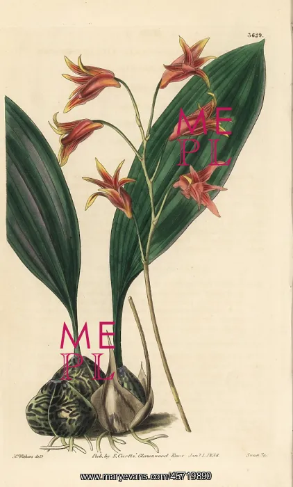 : Bifrenaria aureofulva orchid : Bifrenaria aureofulva orchid