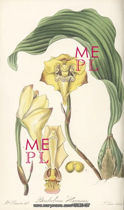 : Bifrenaria harrisoniae orchid : Bifrenaria harrisoniae orchid